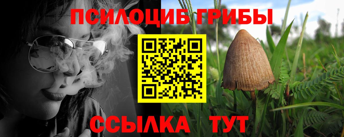 Псилоцибиновые грибы Psilocybe Кизилюрт